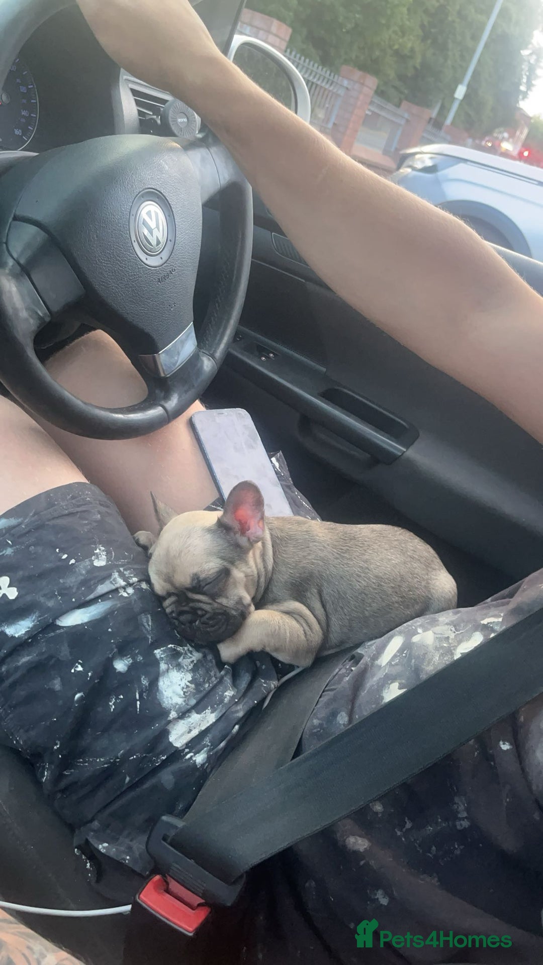 French Bulldog dogs for sale: 1 Year Old Female Frenchie - Image 4