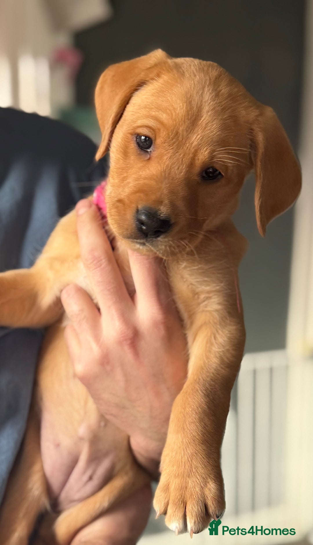 Labrador Retriever dogs for sale: Labradors fox red  - Advert 3