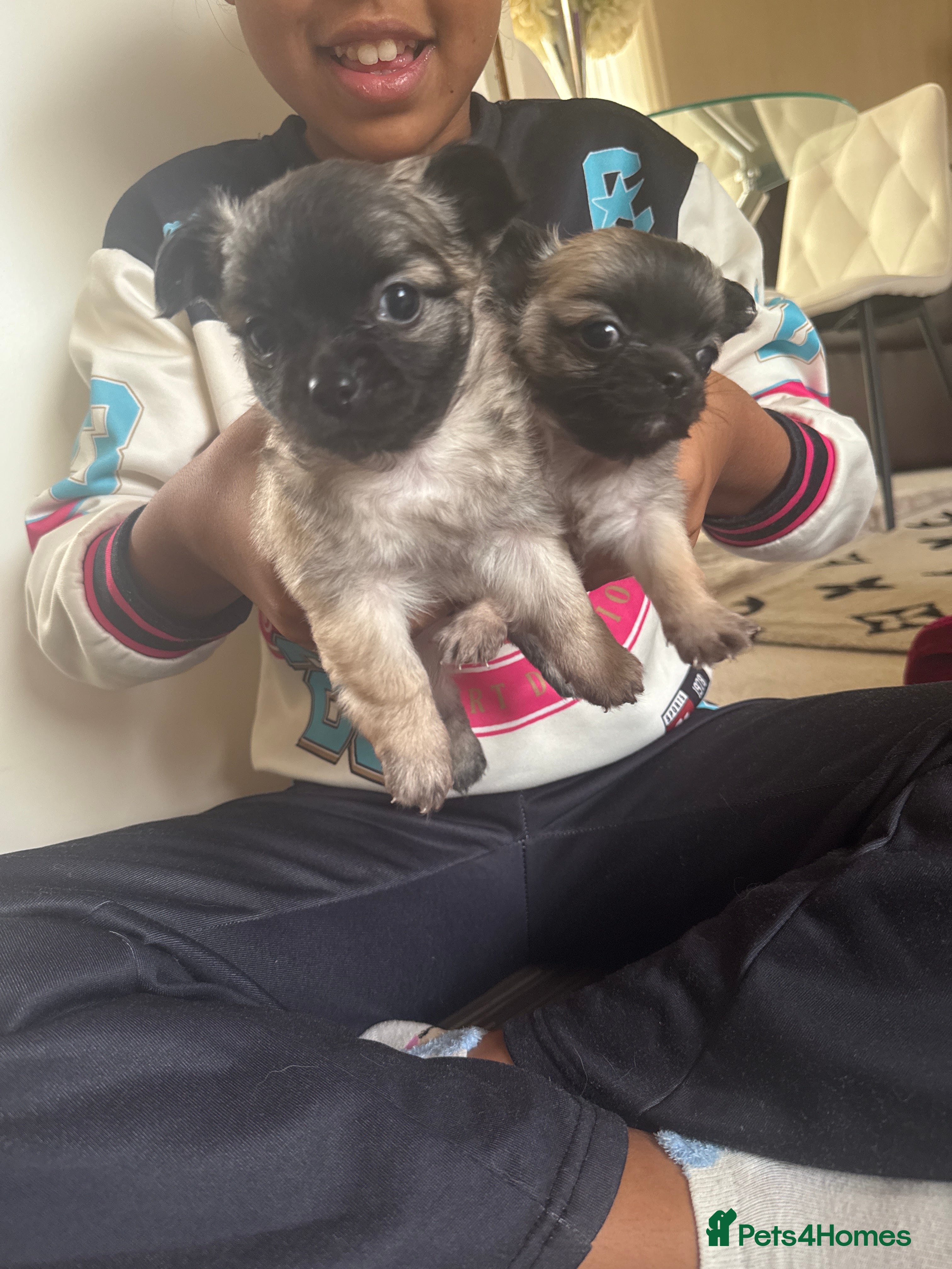 Chihuahua dogs 2 BOY CHIHUAHUA FOR SALE - Advert 9