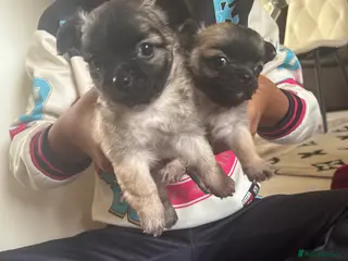 Chihuahua dogs 2 BOY CHIHUAHUA FOR SALE - Advert 9