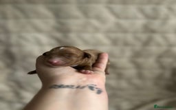 Cavapoo dogs for sale: 💫1 GIRL LEFT TOY CAVAPOO PUPPYS HEALTH TESTED 💫  - Advert 11