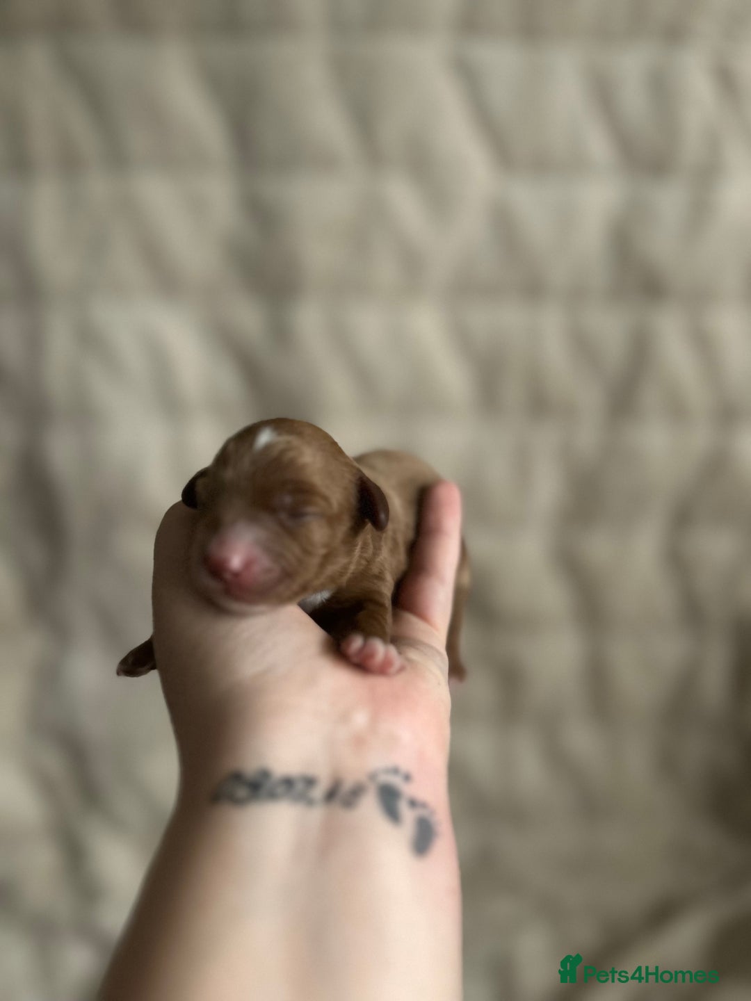 Cavapoo dogs for sale: 💫1 GIRL LEFT TOY CAVAPOO PUPPYS HEALTH TESTED 💫  - Advert 11