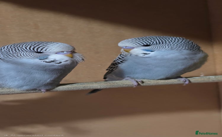 Budgerigars birds Gorgeous baby budgies - Advert 1