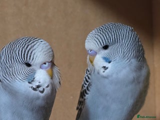 Budgerigars birds Gorgeous baby budgies - Advert 3