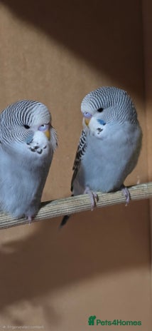 Budgerigars birds Gorgeous baby budgies - Advert 1
