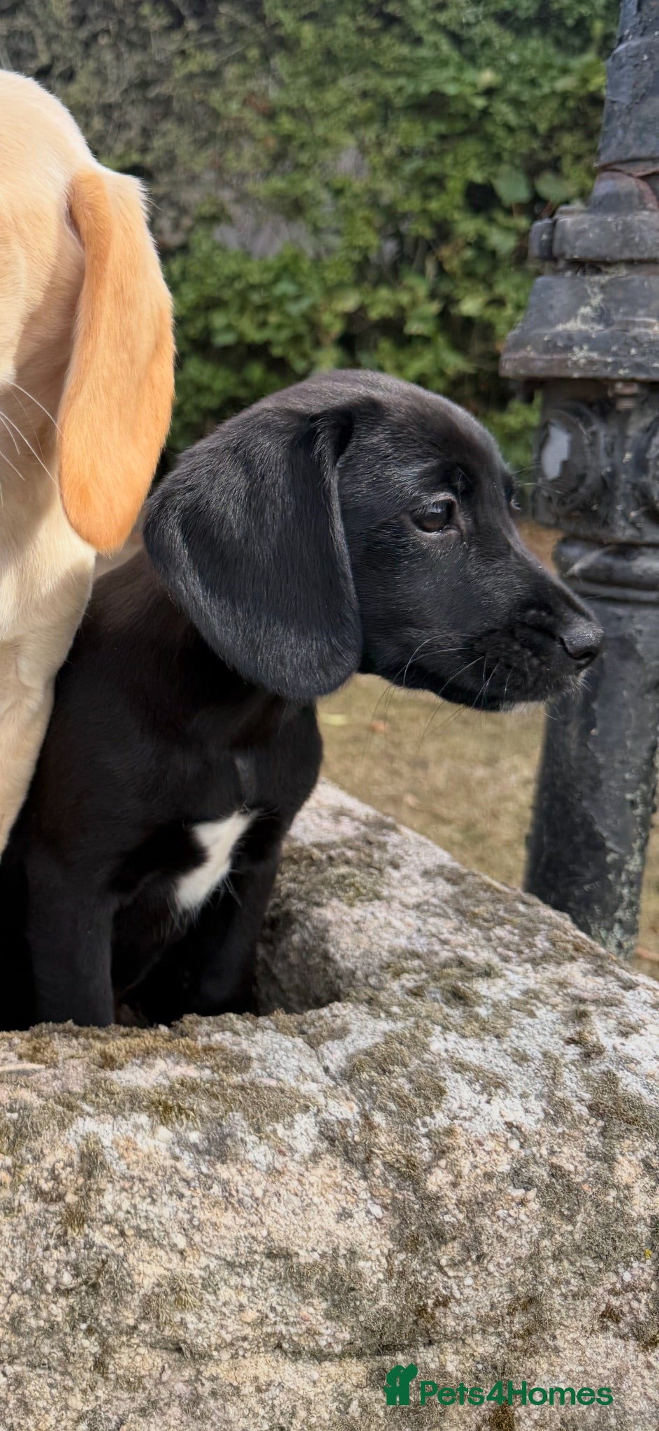 Cockerdor dogs Female Cockerdor puppy Labrador X Cocker Spaniel  - Advert 2