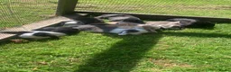 Mini Lop rabbits for sale: Mini Lops Mixed sex - Advert 6