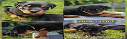 Rottweiler dogs for sale: Champion Bloodline German Rottweiler Puppies - Advert 31