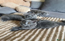 Scottish Fold cats for sale: Scottish fold Longhair - Image 9