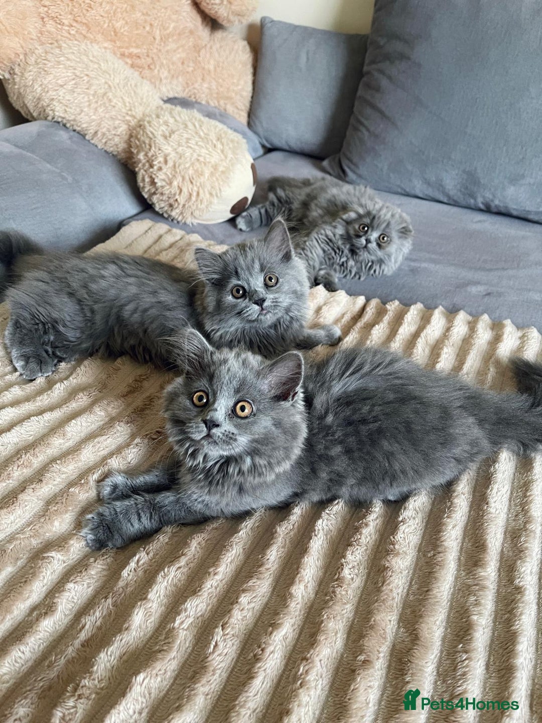 Scottish Fold cats for sale: Scottish fold Longhair - Image 9