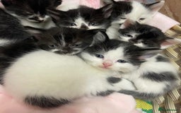 Domestic Shorthair cats for sale: Black & white kittens ready 15th December  - Advert 1