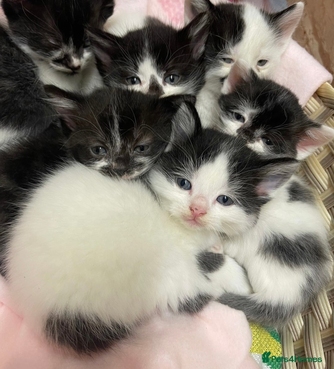Domestic Shorthair cats for sale: Black & white kittens ready 15th December  - Advert 1