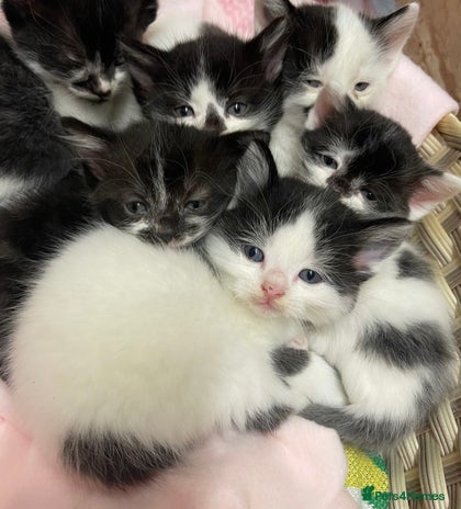 Domestic Shorthair cats Black & white kittens ready 15th December - Advert 1