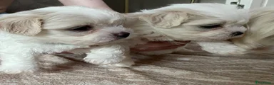 Mixed Breed Puppy 2