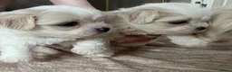 Mixed Breed dogs for sale: Lhatese puppies  - Advert 9