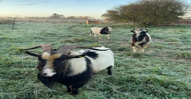 Goats livestock - Advert 5