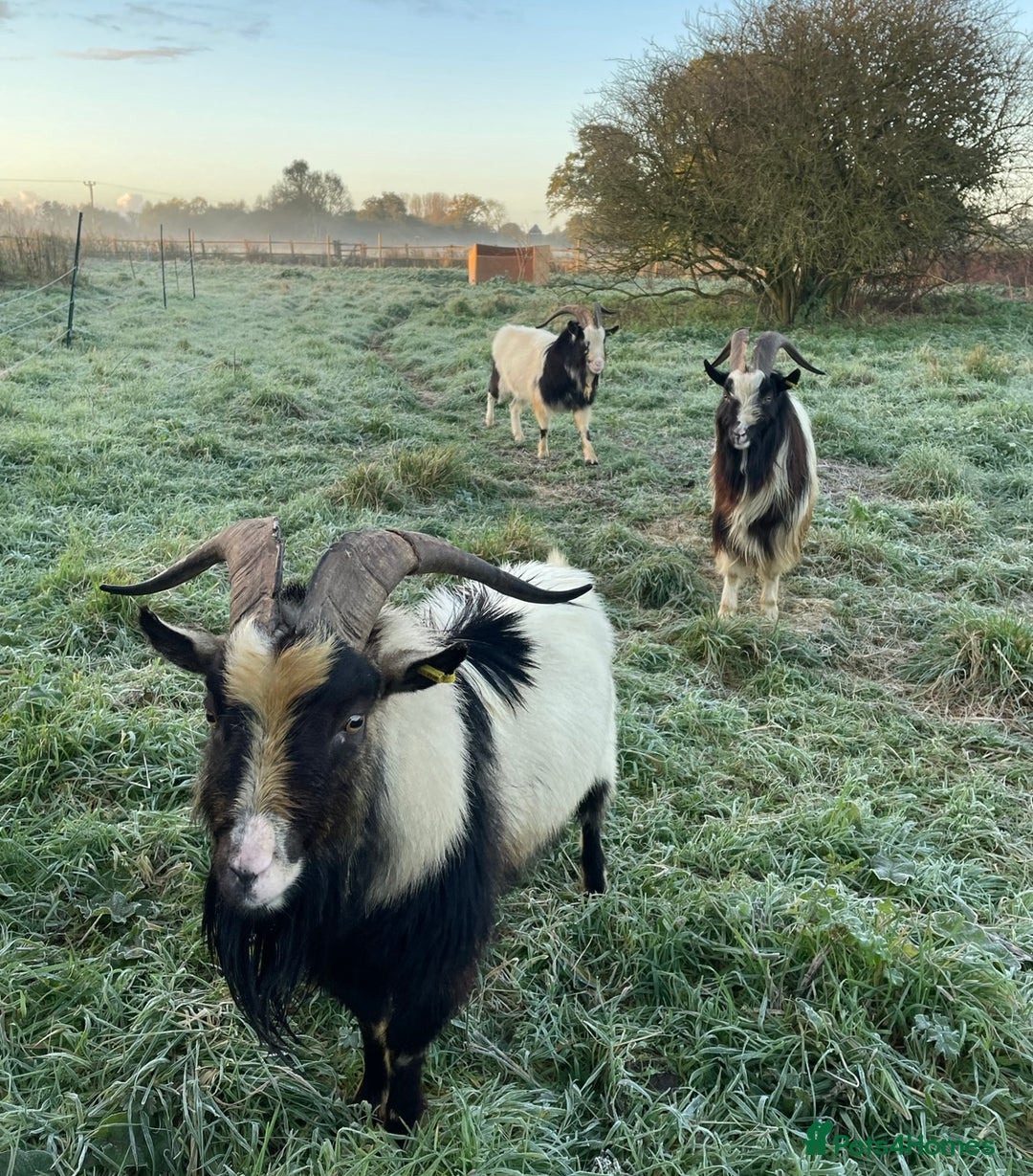 Goats livestock for sale: 3 Old English Billy Goats - very low maintenance - Image 2