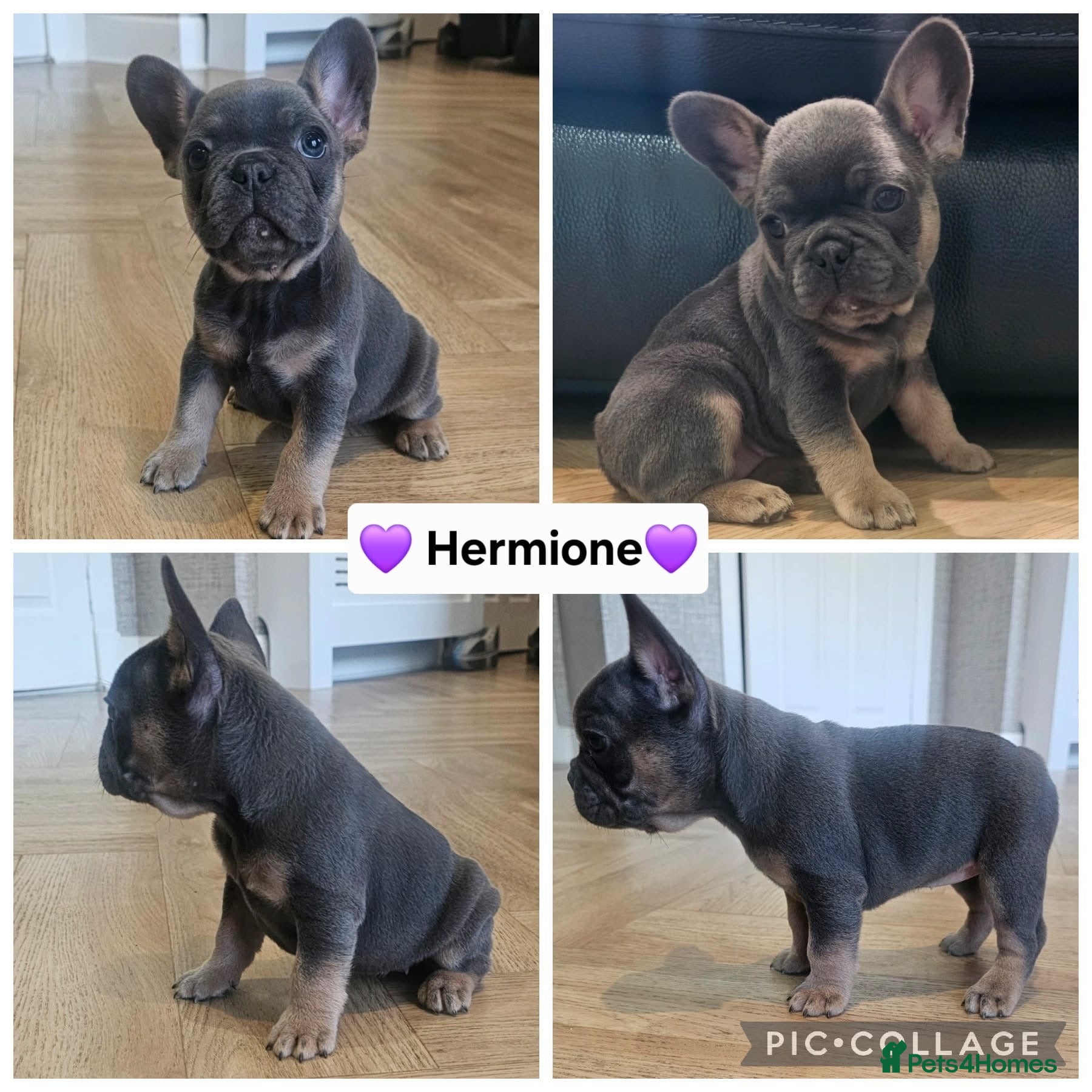French Bulldog dogs French bulldog pups - Advert 11