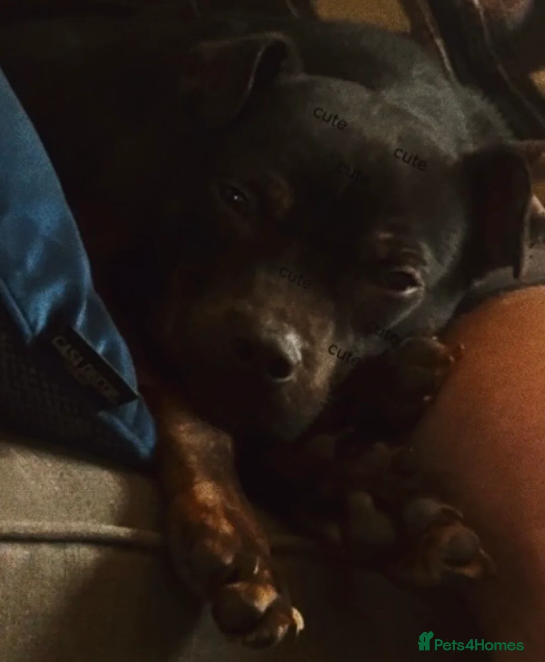 Mixed Breed dogs for sale: Puppy for sale!!! - Advert 2