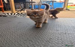 Ragdoll cats for sale: RARE full RAGDOLL BABYS  - Image 26