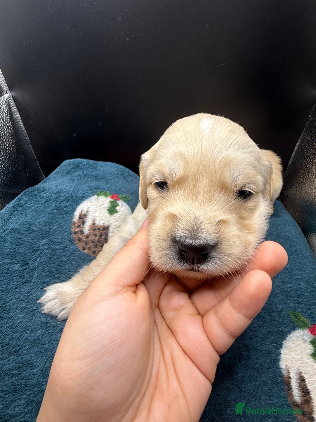 Golden Retriever dogs for sale: Stunning Golden Retrievers. 4 Boys / 4 Girls - Advert 22