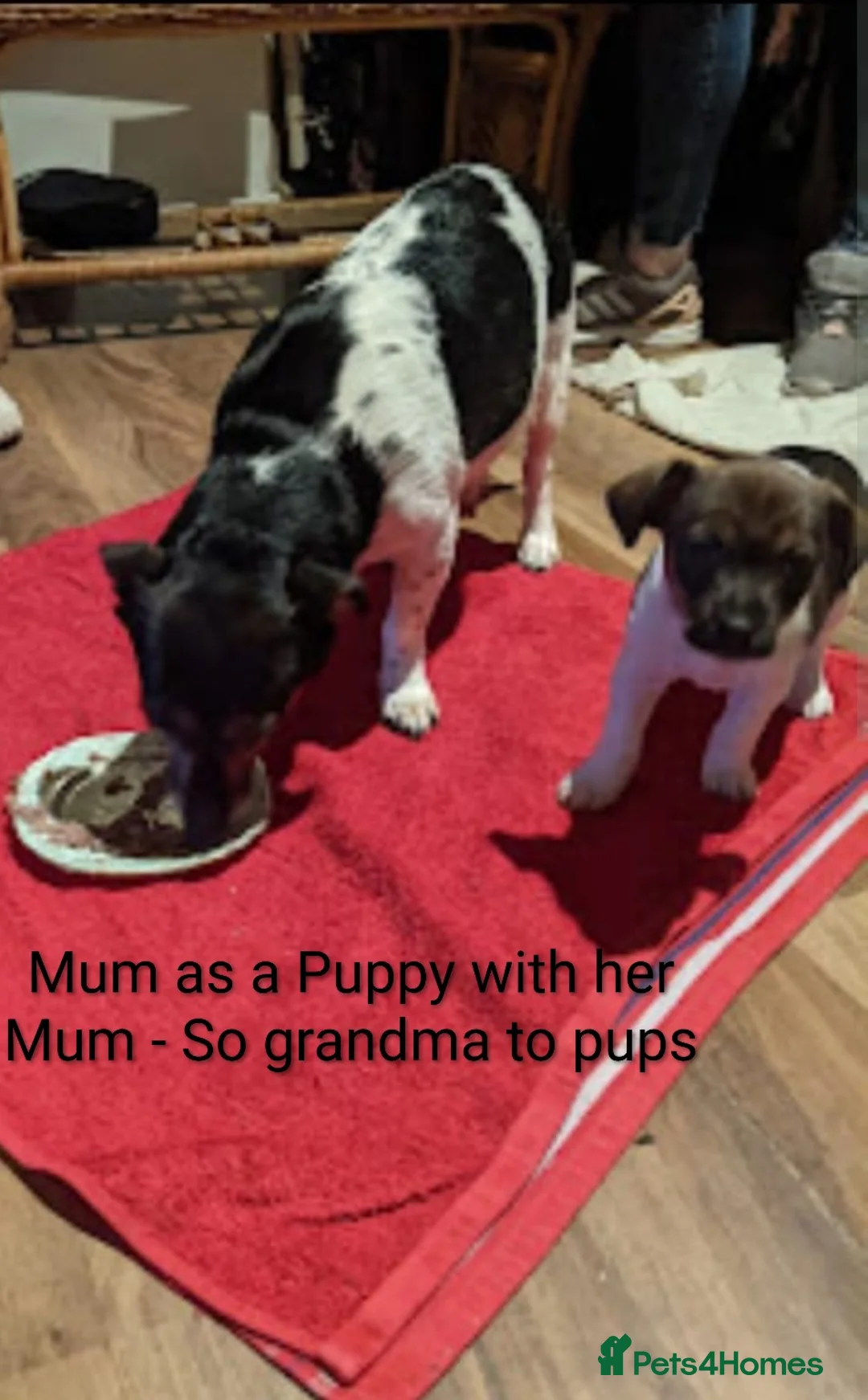 Jack Russell dogs for sale: 🐶 Jack Russell Boys – Ready Monday 23rd Feb🐶 - Advert 6