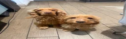 Cocker Spaniel dogs for stud: Stunning KC red show cocker spaniel for stud - Advert 9