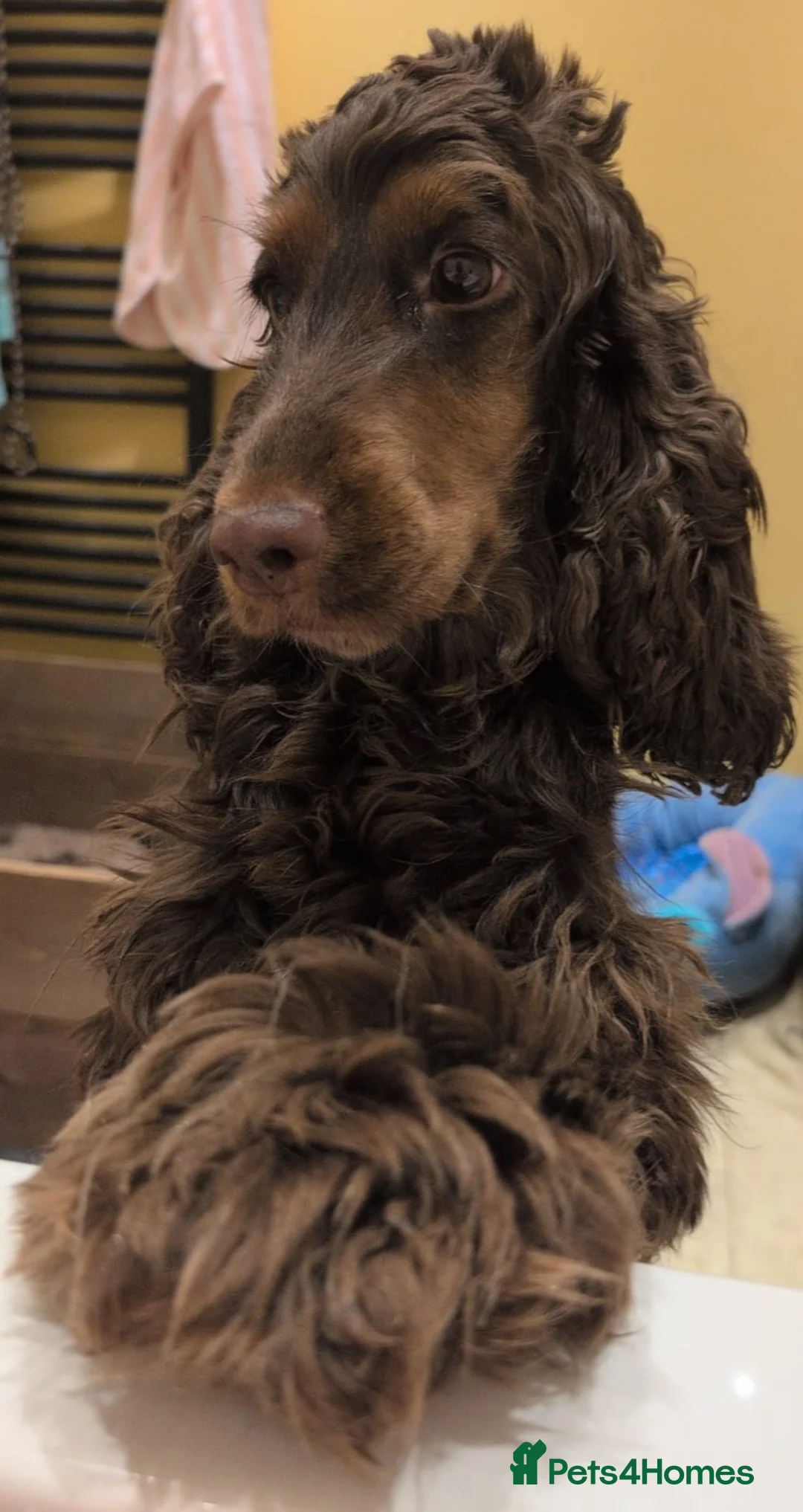 Cocker Spaniel dogs for sale: Kc Health Tested Show Type Cocker Spaniel Puppies - Advert 4