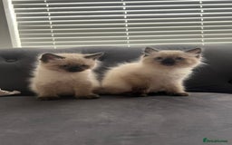 Ragdoll cats for sale: Friendly Ragdoll identical male kittens  - Image 2