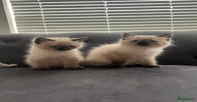 Ragdoll cats - Advert 16