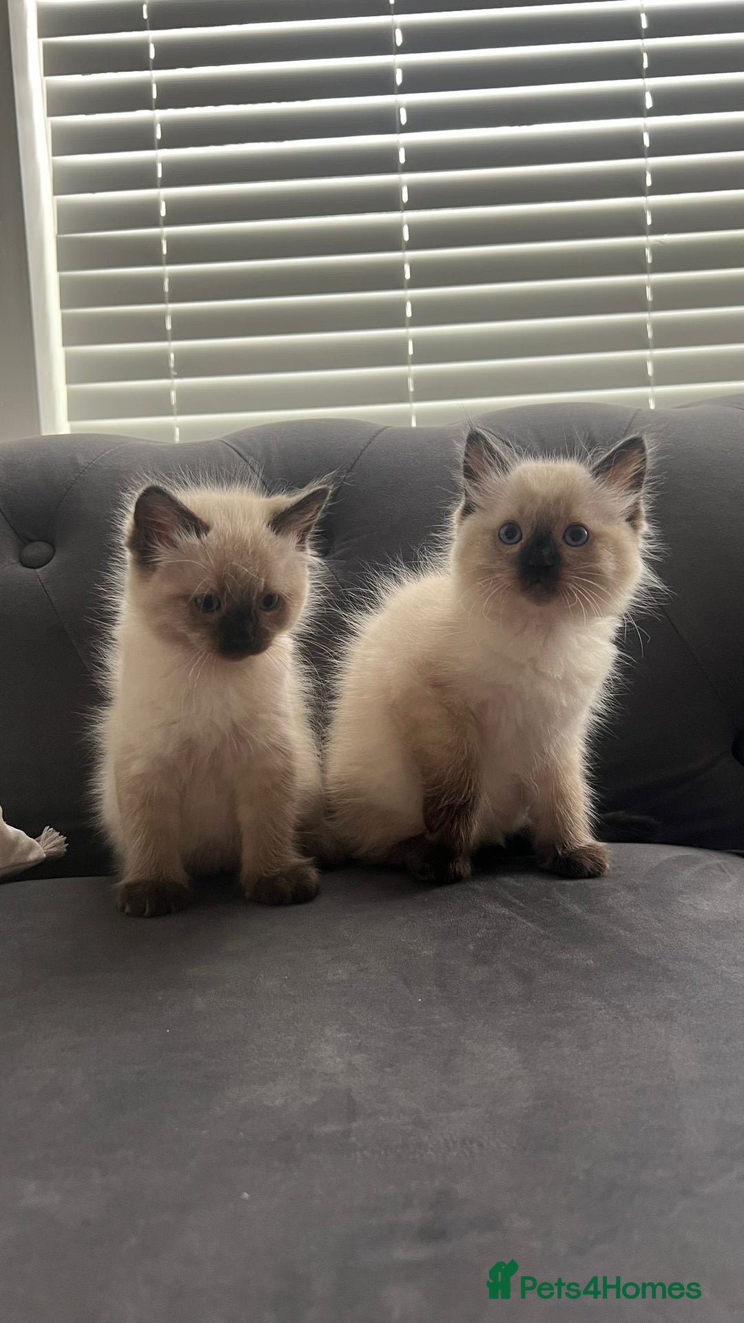 Ragdoll cats for sale: Friendly Ragdoll identical male kittens  - Image 2