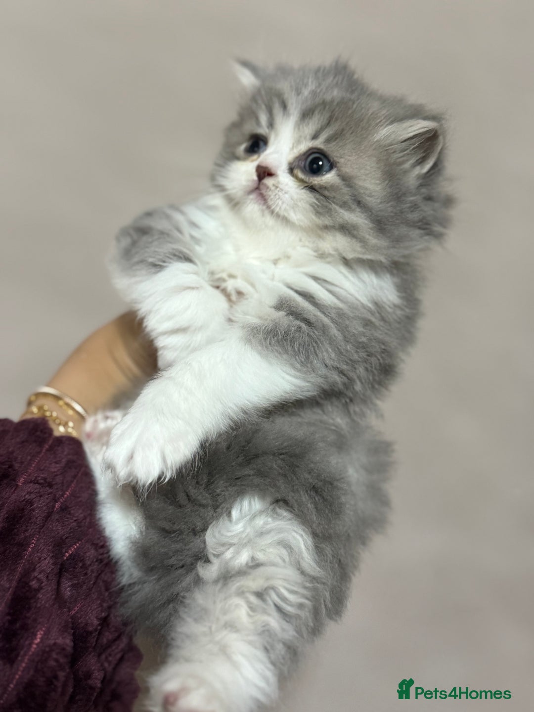 Persian cats for sale: Persian kittens  - Advert 14