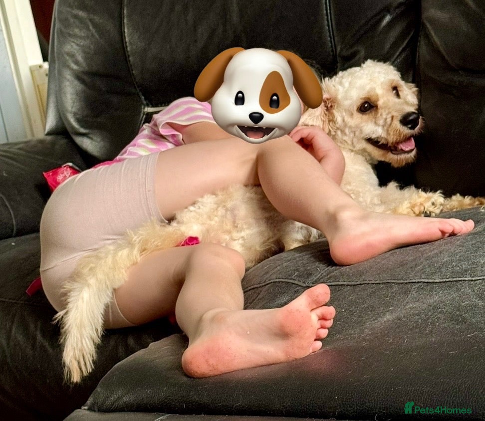Cavachon dogs Chavachon - Advert 3