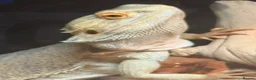 Bearded Dragon reptiles for sale: 1.5 year old friendly Bearded Dragon - Advert 4