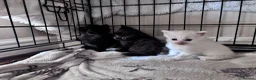 Mixed Breed cats for sale: Got three beautiful kittens for sale  in Canvey Island - Advert 6