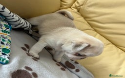 Pug dogs for sale: 1 gorgeous pug boy  - Image 4