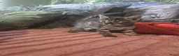 Savannah cats for sale: F3 savannah kittens - Advert 13