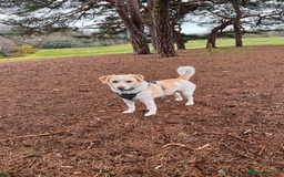 Mixed Breed dogs for sale: Lovely Pixel  - Image 5