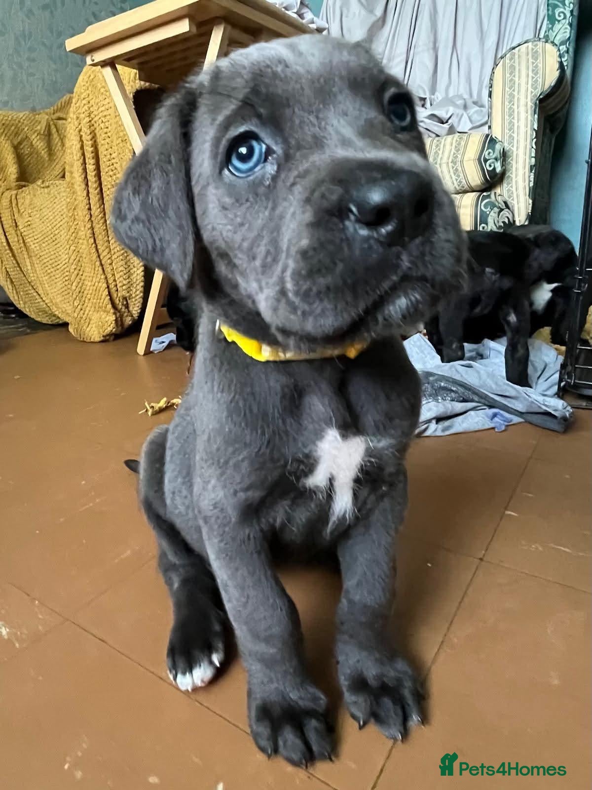 Cane Corso dogs Beautiful Purebred Cane corso puppies - Advert 19