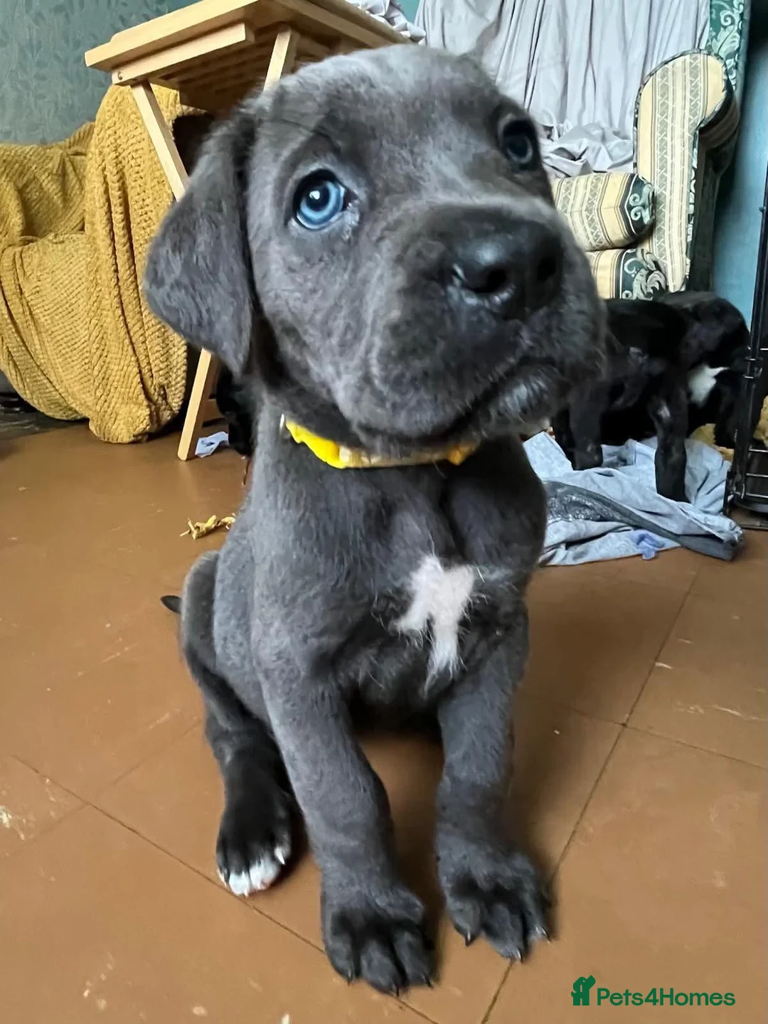 Cane Corso dogs for sale: Beautiful Purebred Cane corso puppies - Advert 2