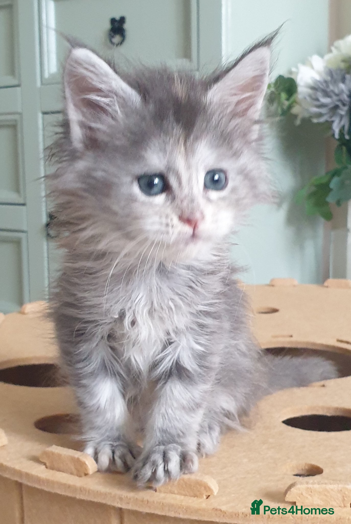 Maine Coon cats Tica registered Maine Coons  - Advert 5