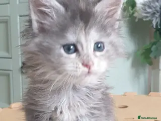 Maine Coon cats Tica registered Maine Coons - Advert 5