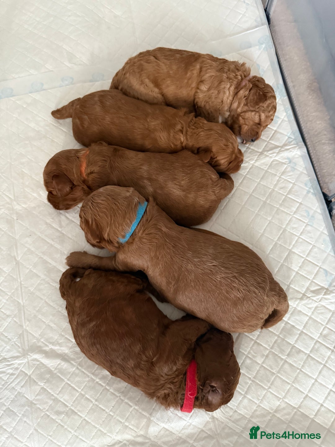 Cockapoo dogs for sale: Championship bloodline F1B toy Cockapoos  - Advert 26