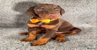 Dobermann dogs KC REGISTERED HEALTH TESTED EUROPEAN DOBERMAN PUPS - Advert 1