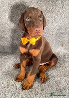 Dobermann dogs KC REGISTERED HEALTH TESTED EUROPEAN DOBERMAN PUPS - Advert 1