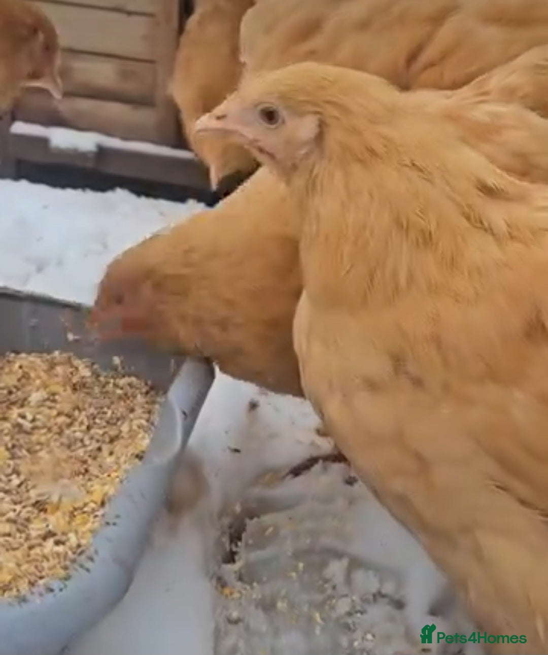 Mixed Breed birds for sale: Chickens for sale  - Advert 4