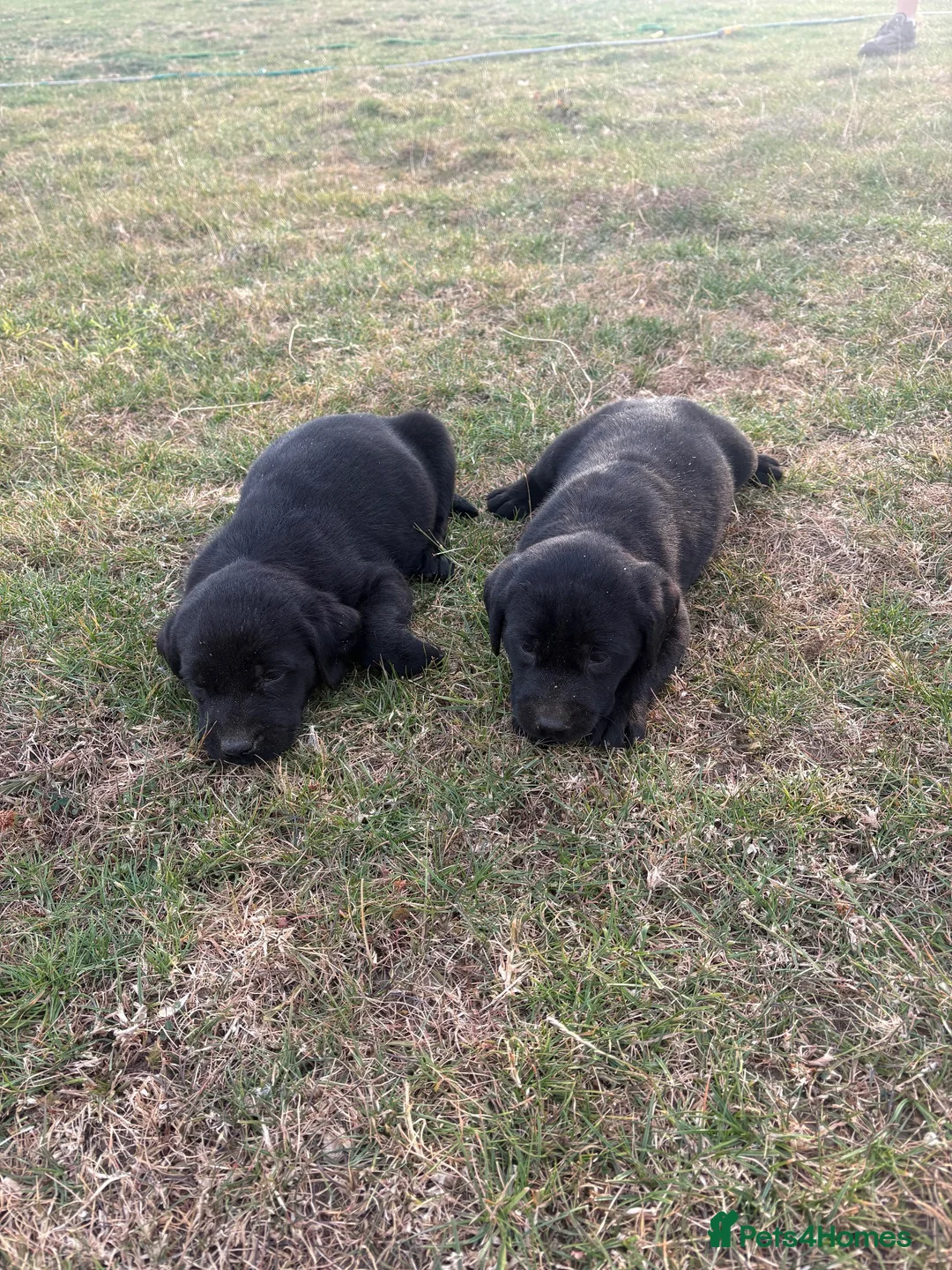 Labrador Retriever dogs for sale: 6 beautiful KC reg  Labrador retriever puppies  - Advert 2