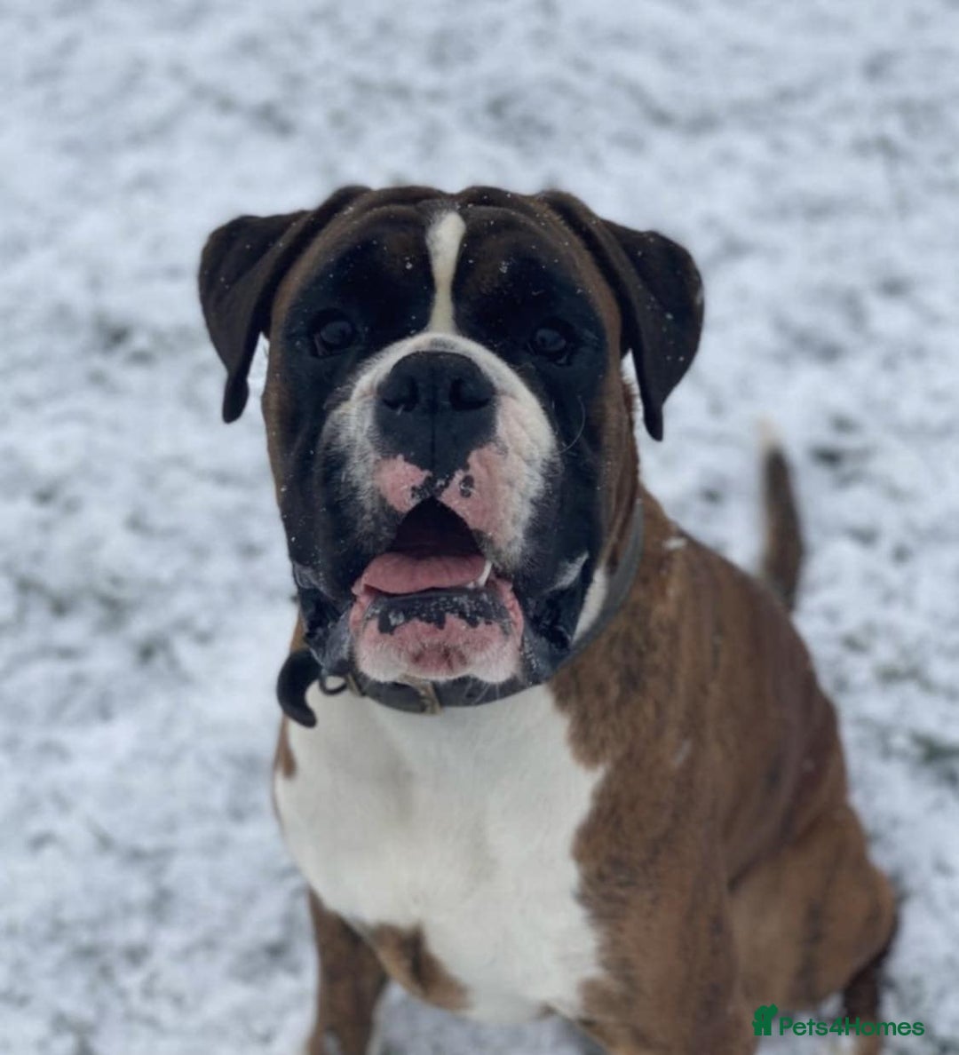 Boxer dogs for stud: KC REGISTERED BRINDLE & WHITE PROVEN STUD.   in Mexborough - Image 3