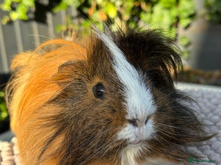 Guinea Pig rodents Male Guinea Pig - Advert 11