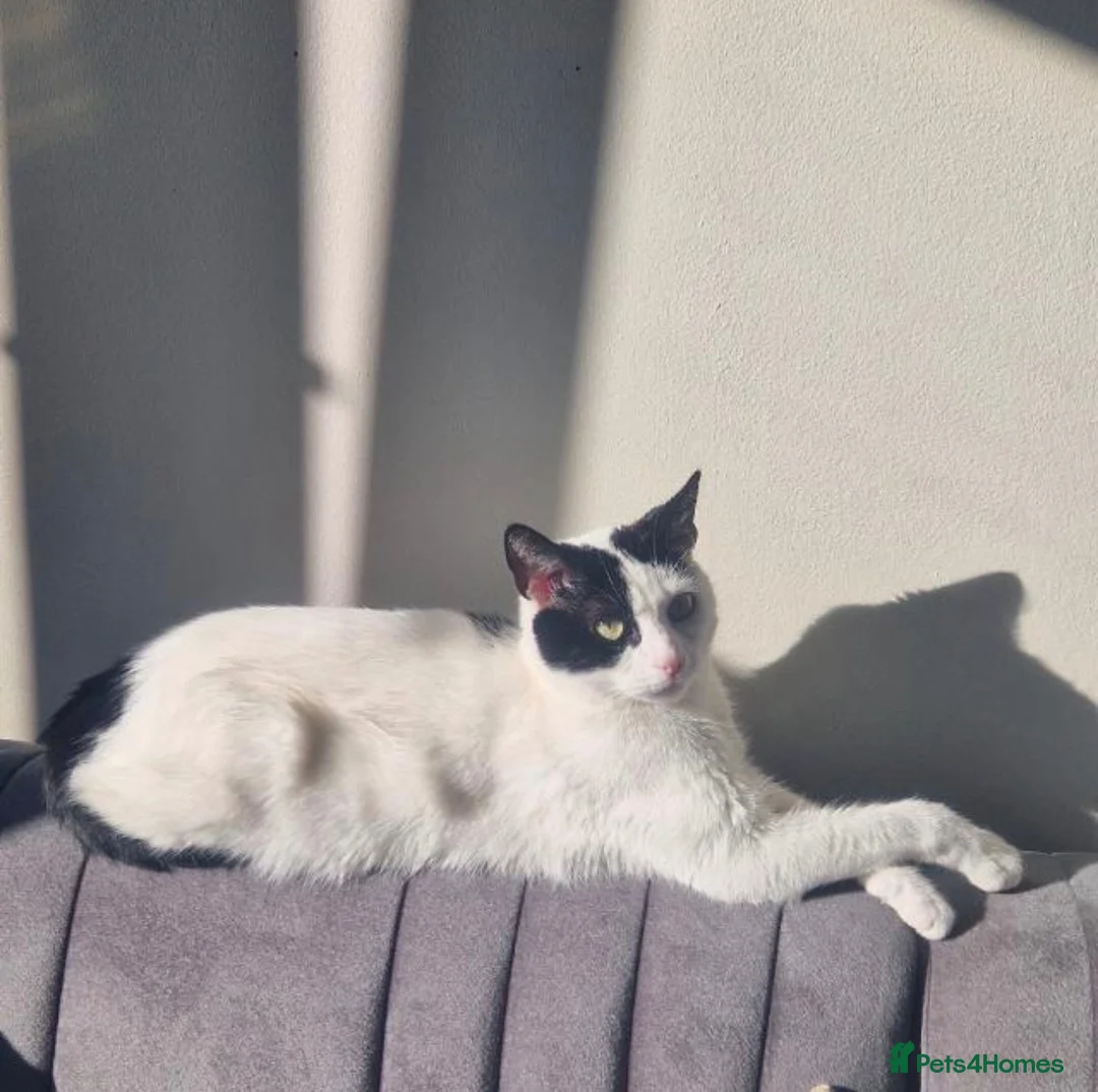 Mixed Breed cats for sale: My cutesy baby girl🥹 in London - Advert 1